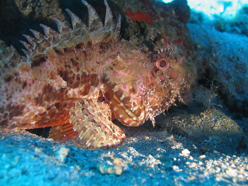 Coll TU 054.JPG